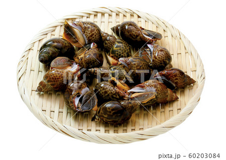 黒バイ貝01（パス付） 60203084