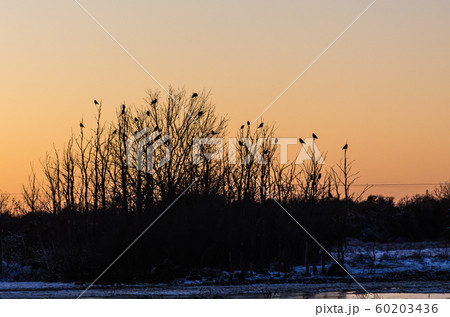 Group with crows in trees by sunset Group with crows in trees by sunset 60203436