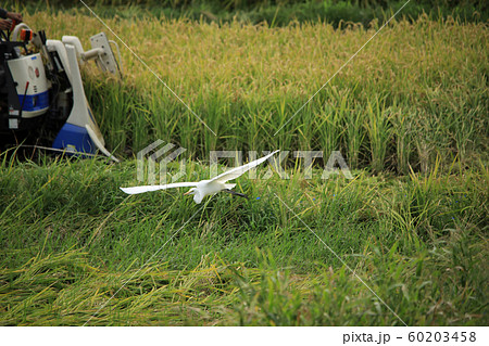 稲刈りに白鷺イナゴを追いかける07 60203458