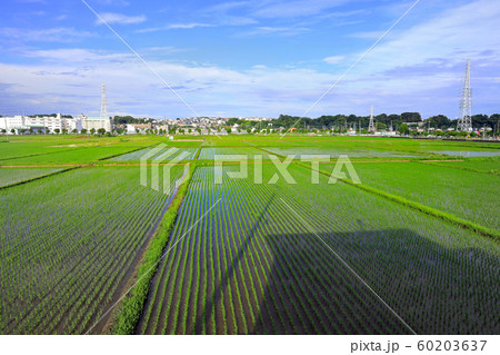 海老名の田園風景01 60203637