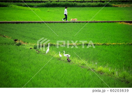 海老名の田園風景03 60203639