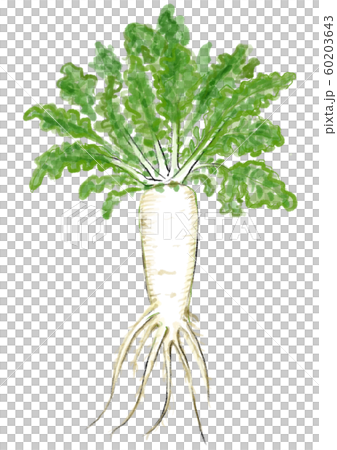 蘿蔔D手繪 蘿蔔D手繪 60203643