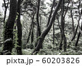 森 木 60203826