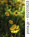 花 春 黄色の花 60203828