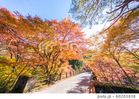 大芦渓谷の紅葉 大芦渓谷の紅葉 60203838