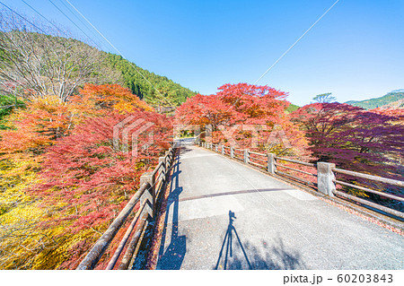 大芦渓谷の紅葉 大芦渓谷の紅葉 60203843