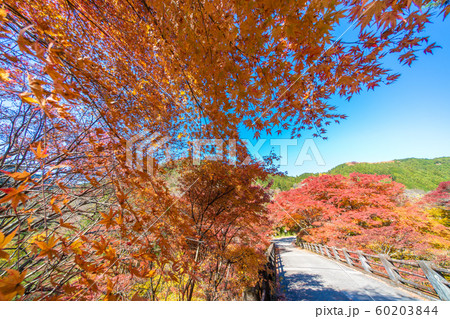 大芦渓谷の紅葉 大芦渓谷の紅葉 60203844