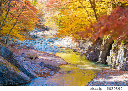 大芦渓谷の紅葉 大芦渓谷の紅葉 60203994
