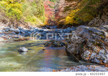 大芦渓谷の紅葉 60203997