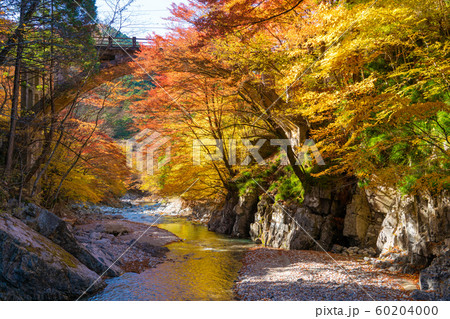 大芦渓谷の紅葉 60204000