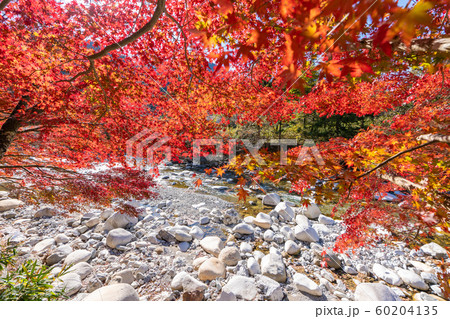 大芦渓谷の紅葉 60204135