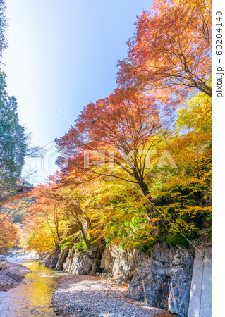 大芦渓谷の紅葉 60204140