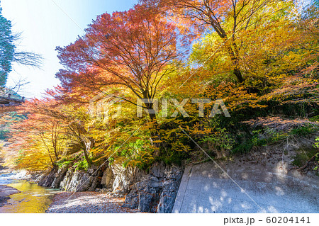 大芦渓谷の紅葉 60204141