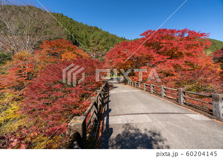 大芦渓谷の紅葉 60204145