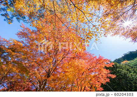 大芦渓谷の紅葉 60204303