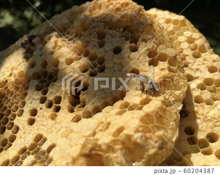 ニホンミツバチと蜂の巣 60204387