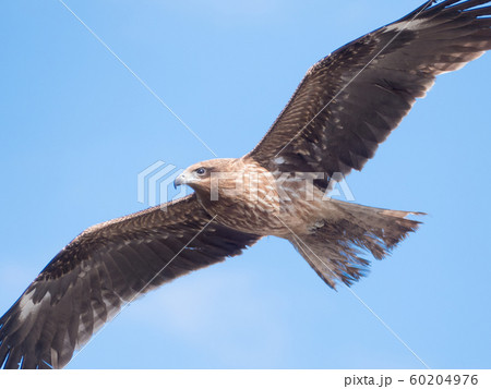 淡嶋神社 人形供養 ひな流し 60204976