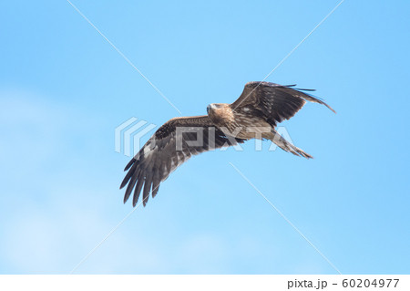 淡嶋神社 人形供養 ひな流し 60204977