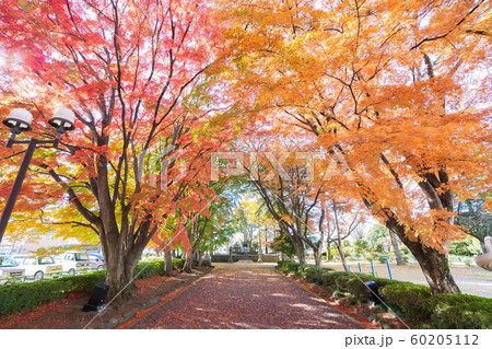大山参道の紅葉 60205112