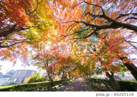 大山参道の紅葉 60205119