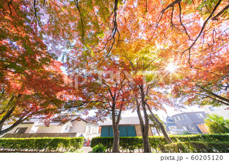 大山参道の紅葉 大山参道の紅葉 60205120