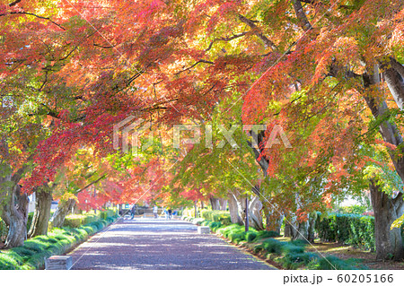 大山参道の紅葉 60205166