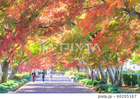 大山参道の紅葉 大山参道の紅葉 60205167