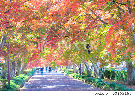 大山参道の紅葉 60205169