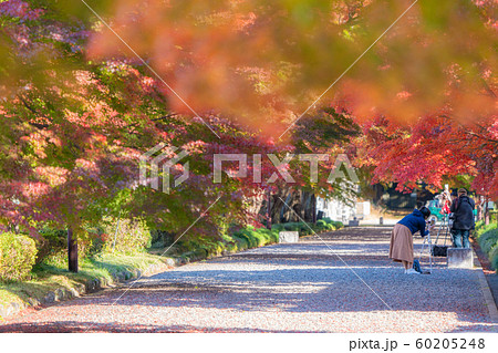 大山参道の紅葉 60205248