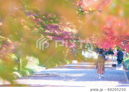 大山参道の紅葉 大山参道の紅葉 60205250