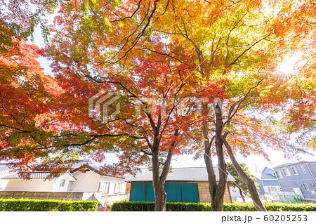 大山参道の紅葉 60205253