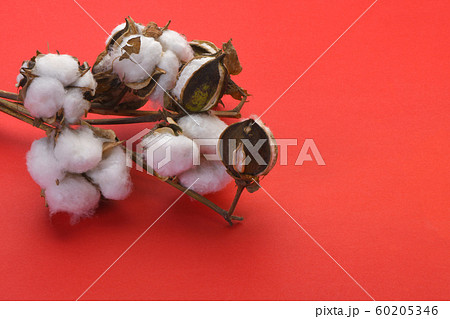 綿花 60205346
