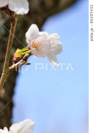 桜の花 桜の花 60205432