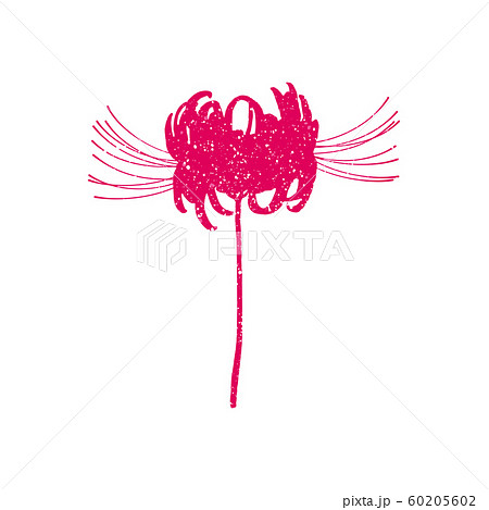 Hand drawn spider lily silhouette on whit Hand drawn spider lily silhouette on whit 60205602