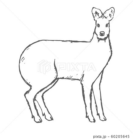 Deer Drawing by robbieallenart on DeviantArt