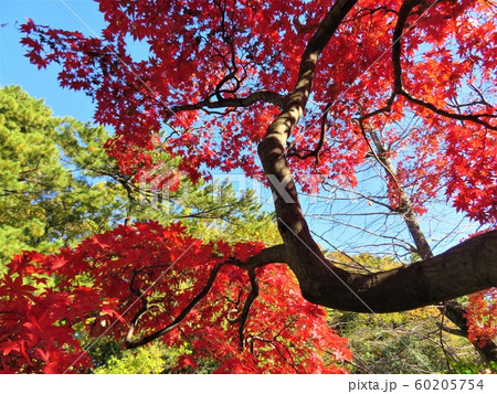 東京都大田区田園調布 宝来公園の紅葉 東京都大田区田園調布 宝来公園の紅葉 60205754