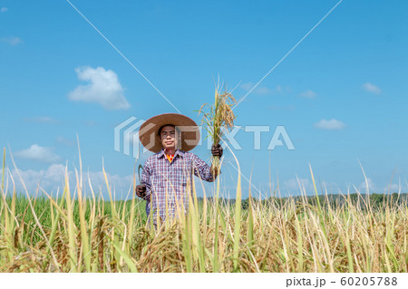 Farmers are harvesting crops in rice fields. Farmers are harvesting crops in rice fields. 60205788