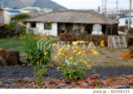 肺が 廃屋 済州島 60206233