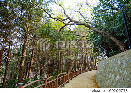 Cherry Blossoms in springtime in korean Cherry Blossoms in springtime in korean 60206733