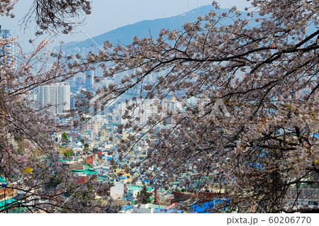 Cherry Blossoms in springtime in korean Cherry Blossoms in springtime in korean 60206770