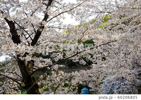 Cherry Blossoms in springtime in korean Cherry Blossoms in springtime in korean 60206805