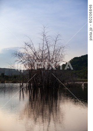 Tree stump and their reflections in the dam. 60206846
