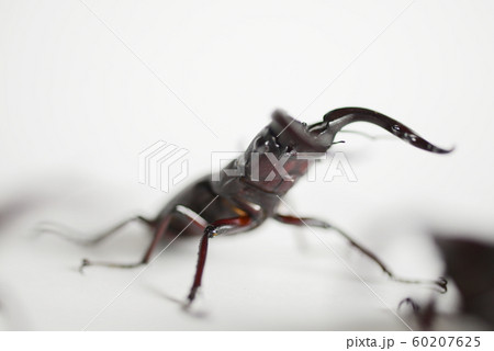 ノコギリクワガタ　白バック　昆虫　虫　生物　夏休み 60207625