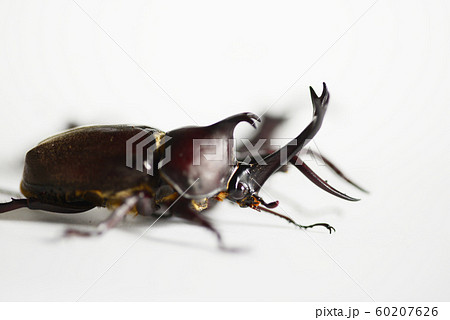 仲の良いカブトムシとノコギリクワガタ　白バック　昆虫　虫　生物　夏休み 60207626