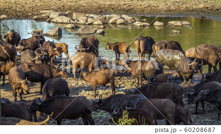 African buffalo in Kruger National park, South 60208687
