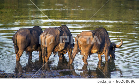 African buffalo in Kruger National park, South 60208696