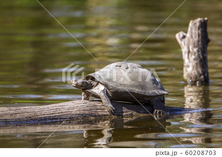 angulate tortoise in Kruger National park, South angulate tortoise in Kruger National park, South 60208703