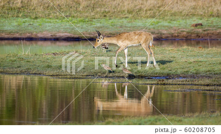 Bohor reedbuck in Kruger National park, South Bohor reedbuck in Kruger National park, South 60208705