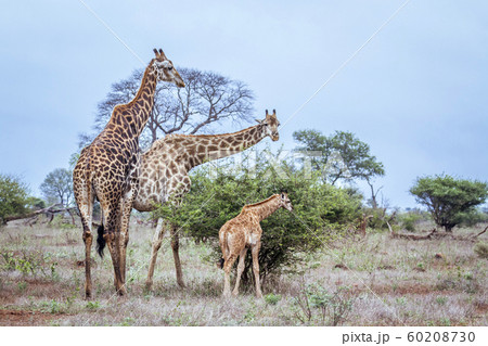 Giraffe in Kruger National park, South Africa Giraffe in Kruger National park, South Africa 60208730