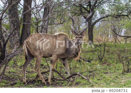 Greater kudu in Kruger National park, South Africa Greater kudu in Kruger National park, South Africa 60208731